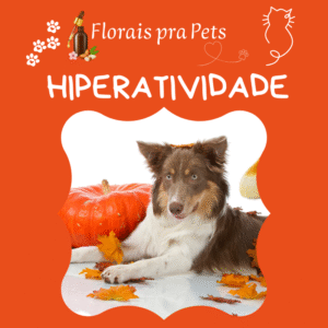 Hiperatividade- Floral Pet