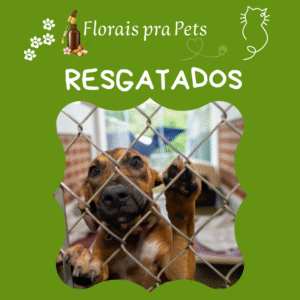 Resgatados- Floral- Pet